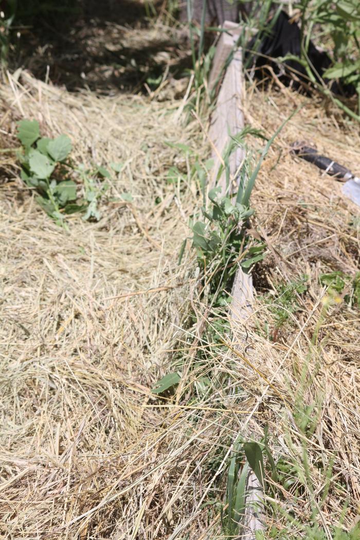 Nor does it completely smother the weeds on the sides of my raised beds