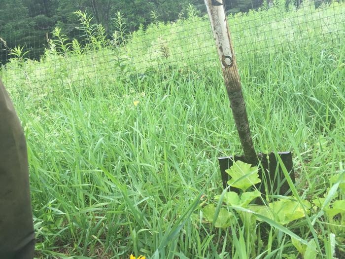 [Thumbnail for Tilled-Squash.jpg]