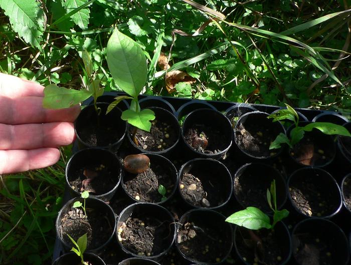 asimina Paw Paw Seedlings