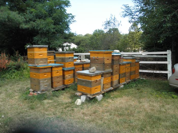 [Thumbnail for Some-of-the-bees-sprayed-over-the-fence-at-the-Organic-CSA.JPG]