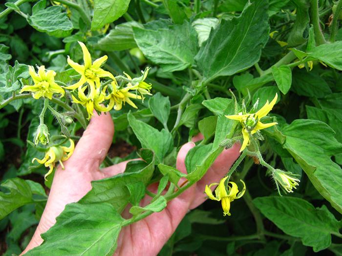 [Thumbnail for Tomato-flowers-6.jpg]