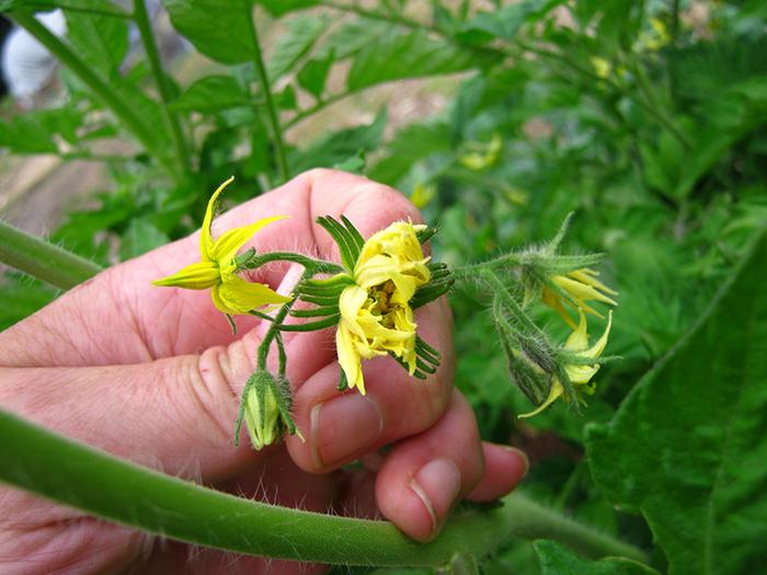 [Thumbnail for Tomato-flowers-4.jpg]