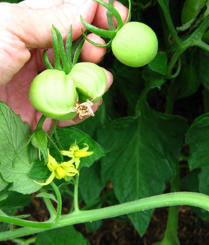 [Thumbnail for Odd-tomatoes-5.jpg]