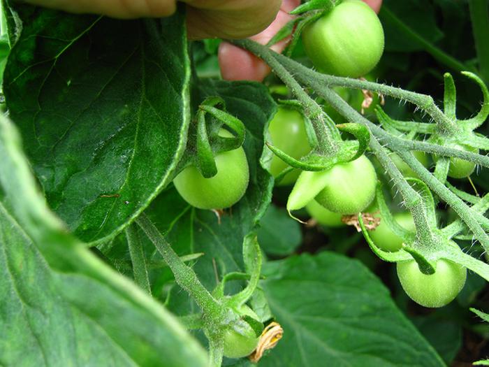 [Thumbnail for Odd-tomatoes-4.jpg]