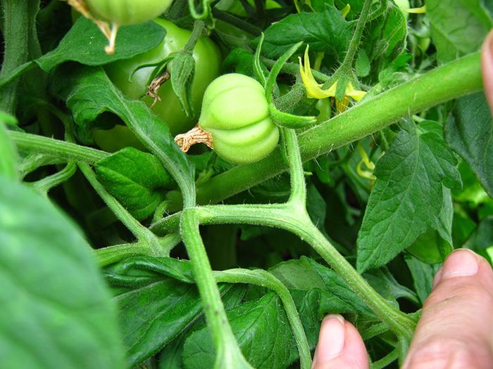 [Thumbnail for Odd-tomatoes-3.jpg]