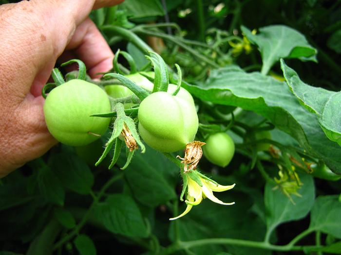 [Thumbnail for Odd-tomatoes-2.jpg]
