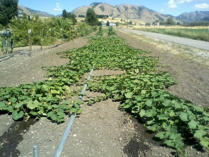 600 row-feet of squash