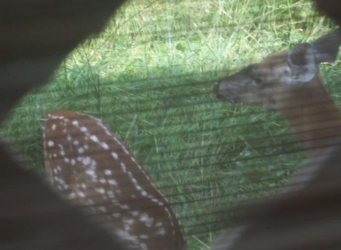 [Thumbnail for Deer-gives-birth-under-my-bedroom-window.JPG]