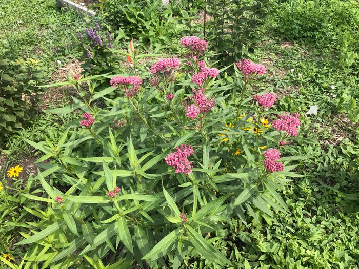 [Thumbnail for IMG_4803.JPG]