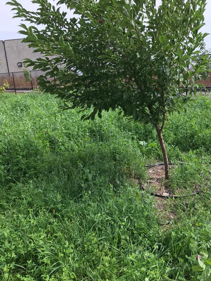 [Thumbnail for IMG_4815.JPG]