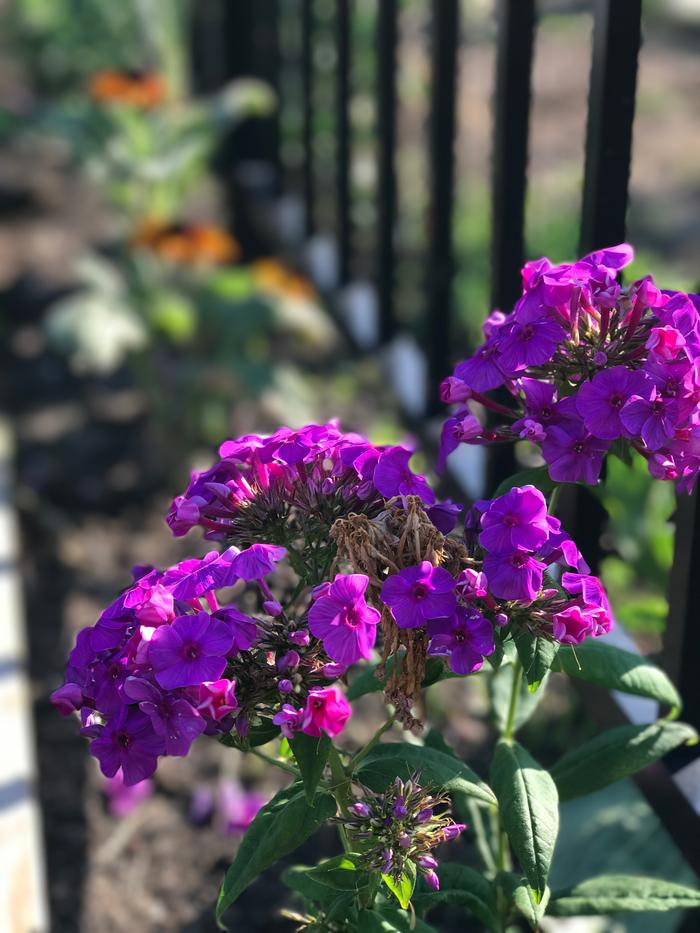 [Thumbnail for IMG_4710.JPG]