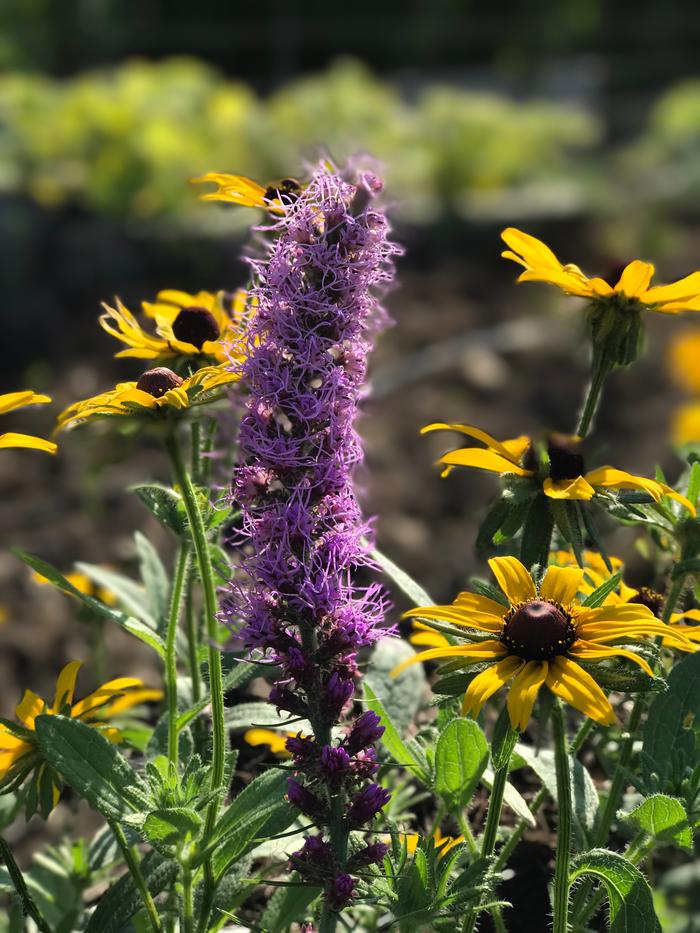 [Thumbnail for IMG_4719.JPG]