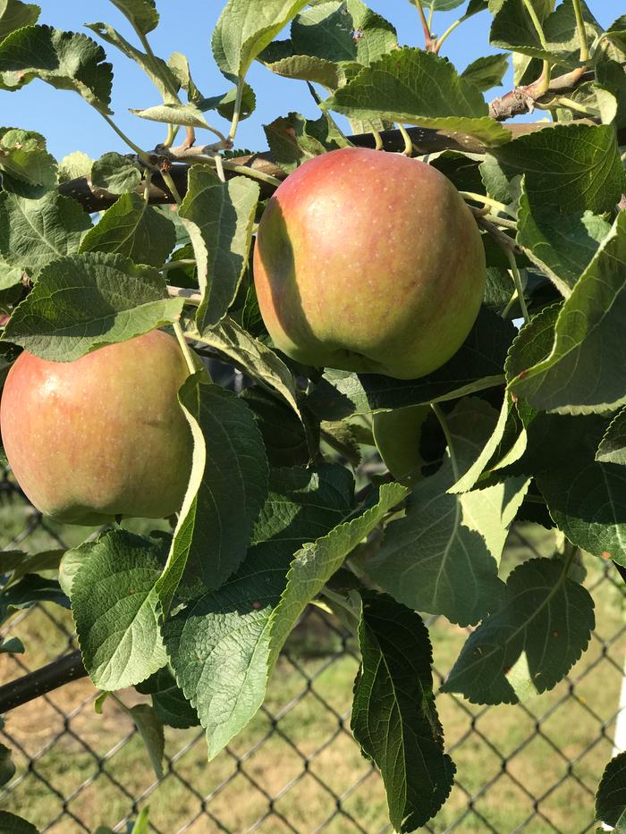 [Thumbnail for IMG_4717.JPG]