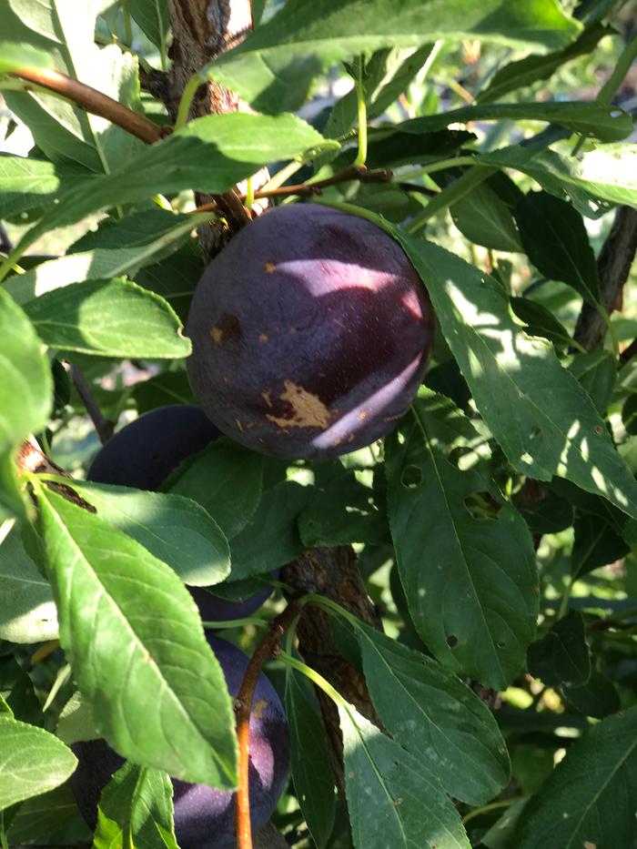 [Thumbnail for IMG_4711.JPG]