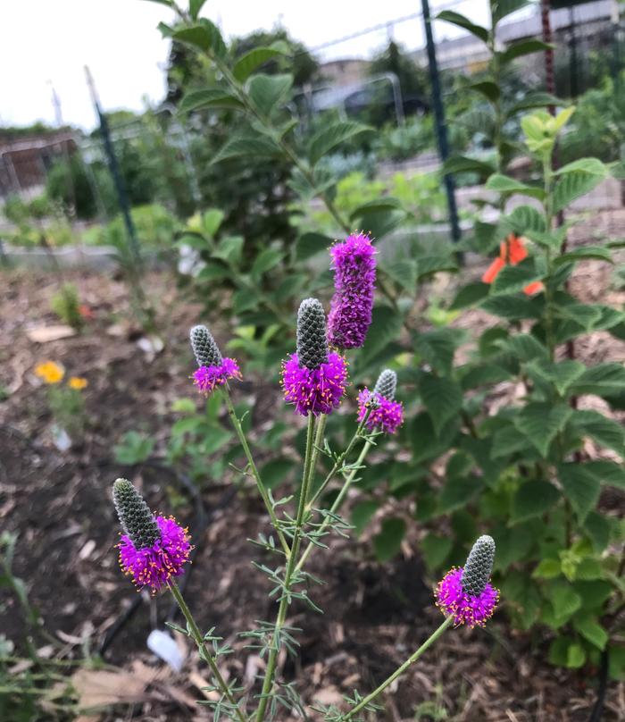 [Thumbnail for IMG_4619.JPG]