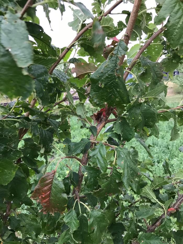 [Thumbnail for IMG_4729.JPG]