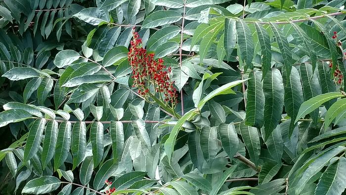 elderberry lookalike