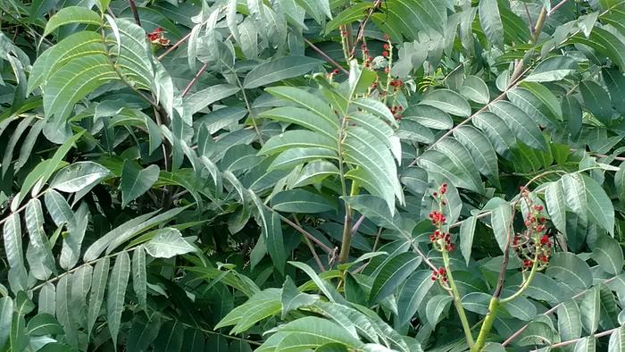 sumac identification