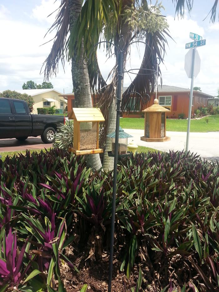 [Thumbnail for Palms-with-ground-cover.jpg]