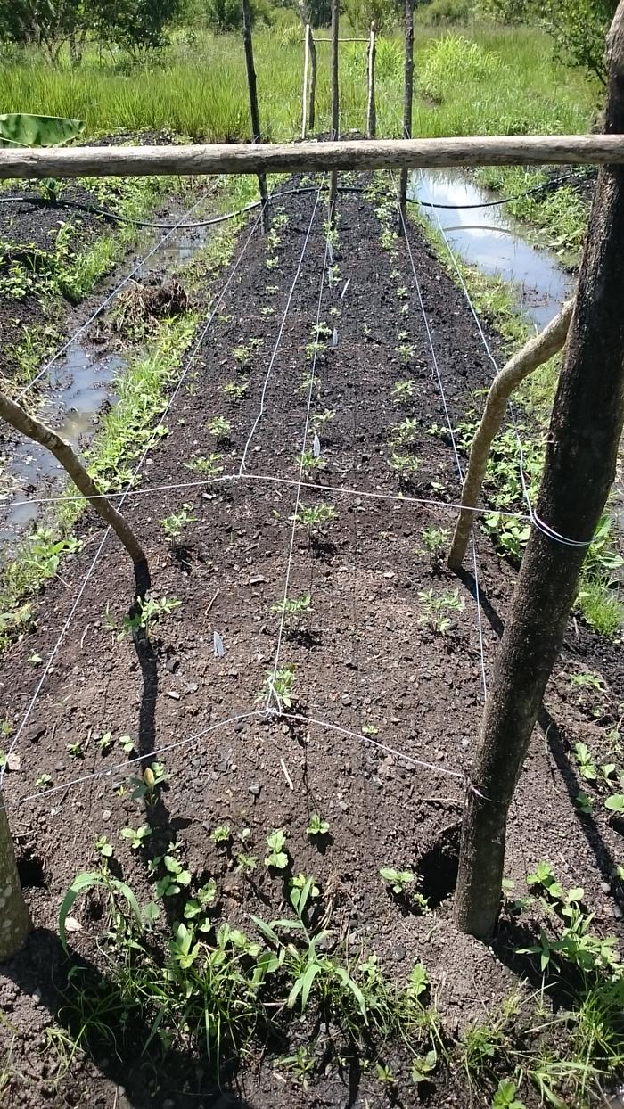 Tomatoes transplant, now are in flowers yuupiii