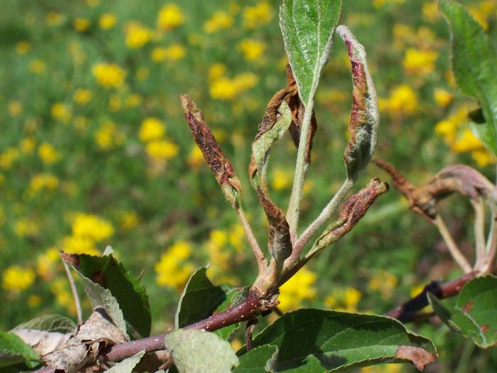 Braeburn Curling Leaves