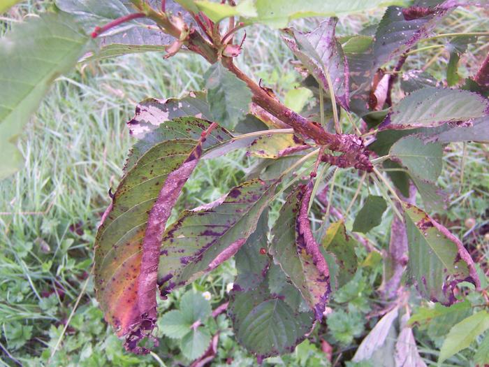 Sad cherry tree leaves