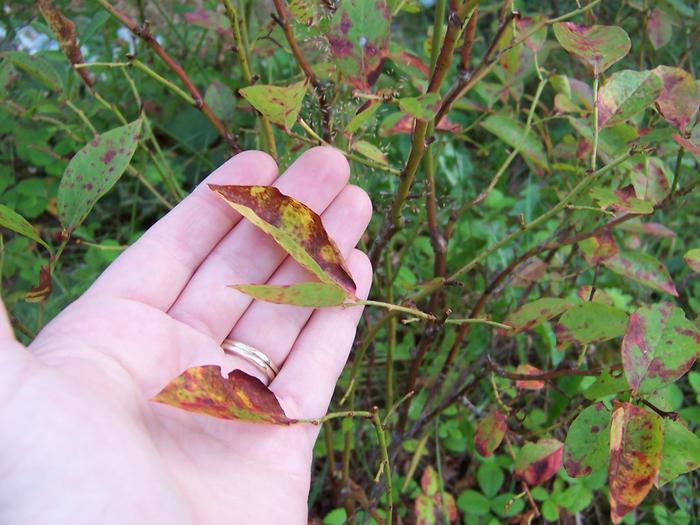 Blueberry Leaves