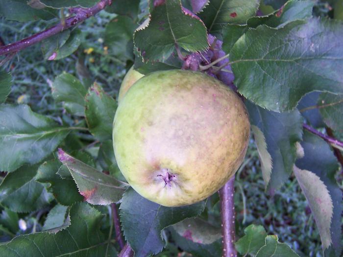 Jonagold apple (the tree that is most affected)