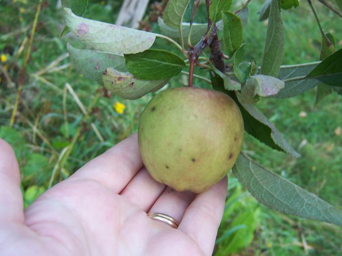 Braeburn Apple, the sad little thing.