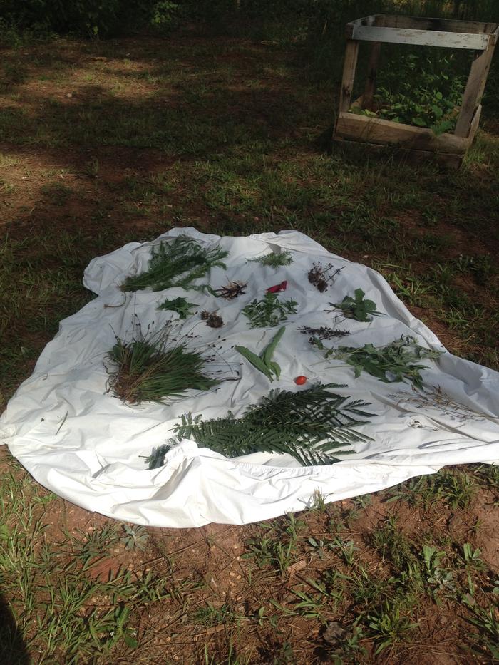 Plants Collected