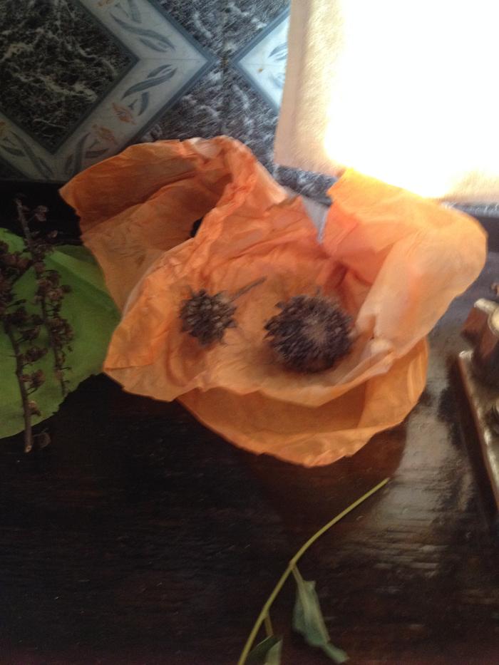 Drying Sunflower seeds