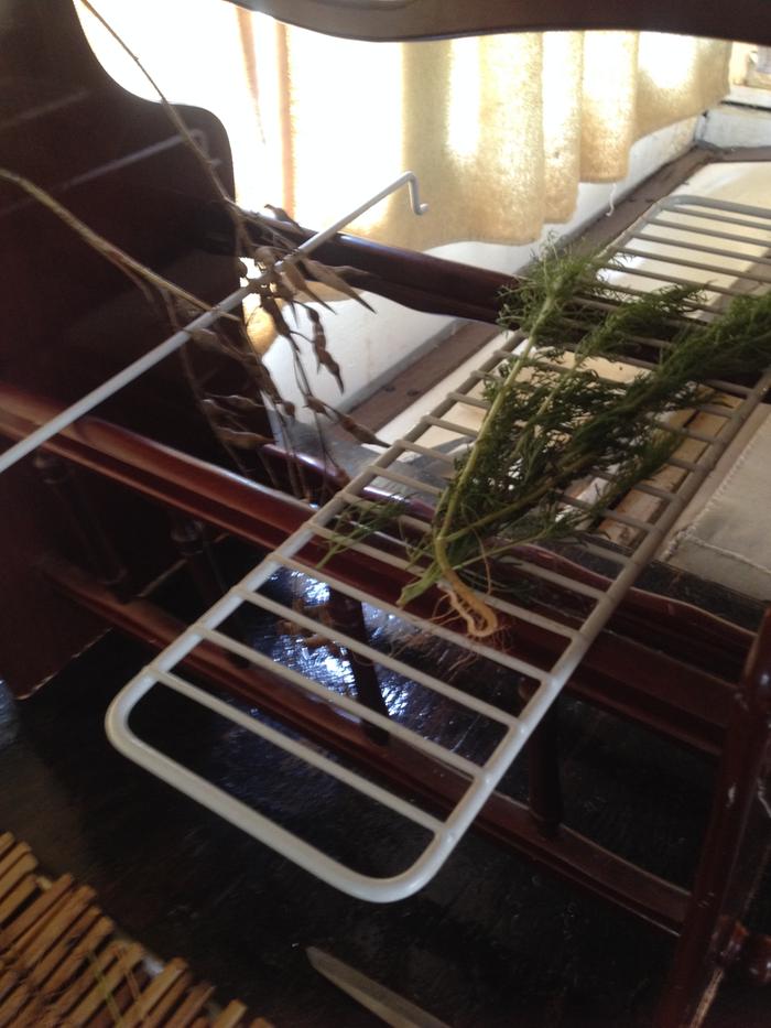 Drying Radish Pods and Dog FennelDrying Radish Pods and Dog Fennel