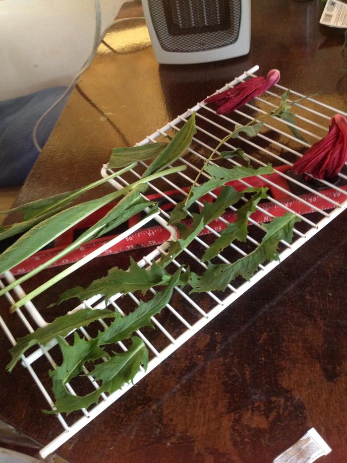Comfrey, Dandelion, Hibiscus, Rabbit Tobacco