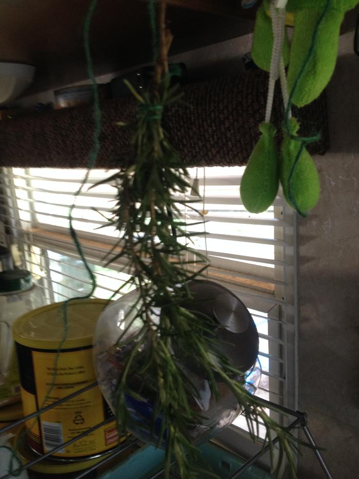 Rosemary