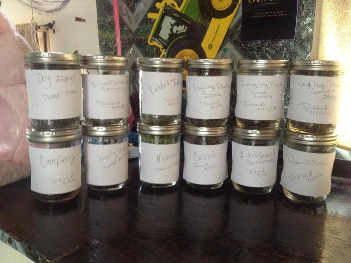 Jarred Plants and Herbs