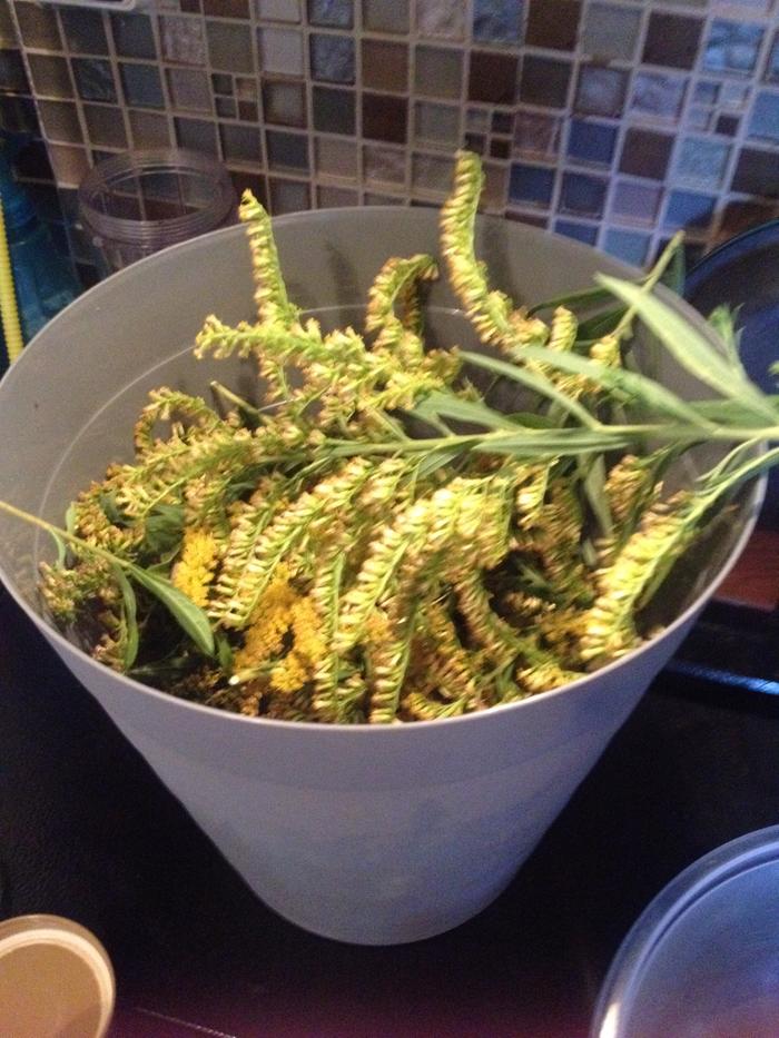 Goldenrod in the bucket