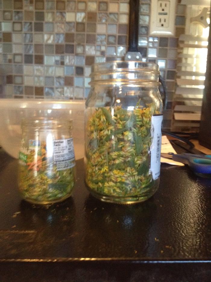 Goldenrod into jars