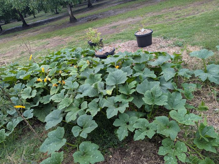 volunteer pumpkin and Squash 