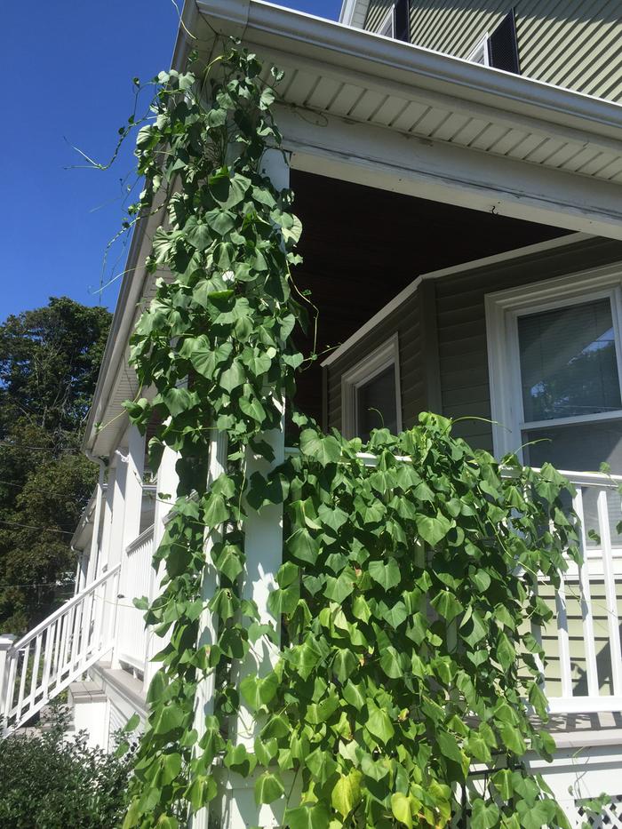 great foliage growth and zero flowers