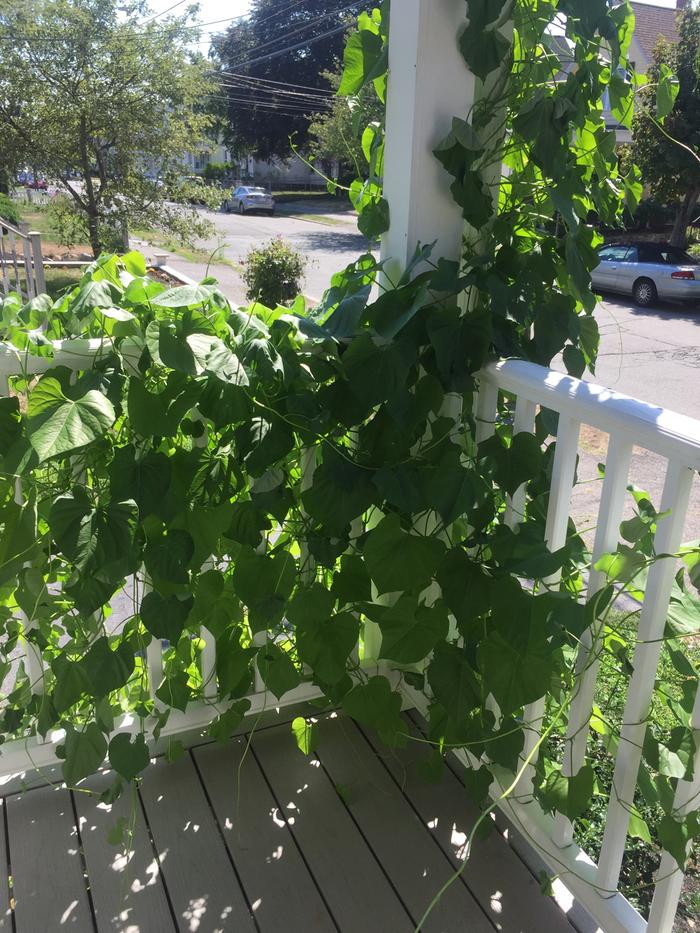 great foliage growth