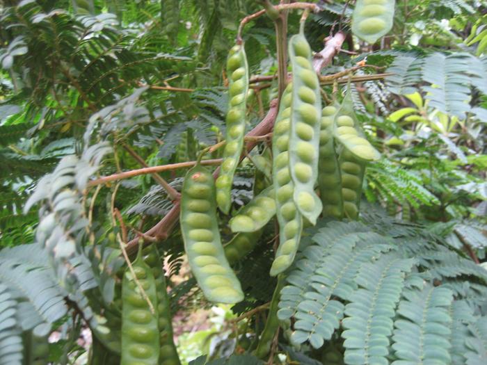 seed pods