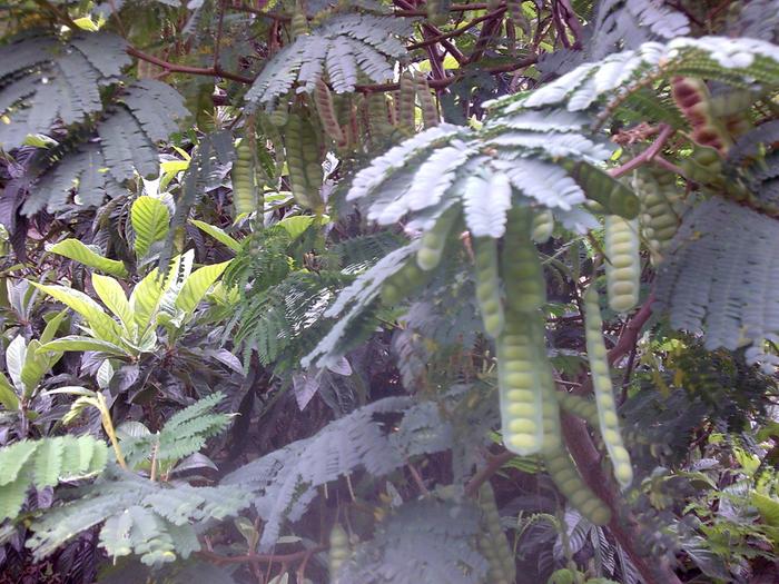 Paraserianthes lophantha