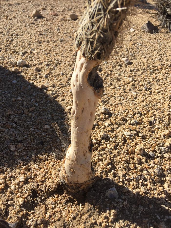 cholla cactus girdled by jackrabbits