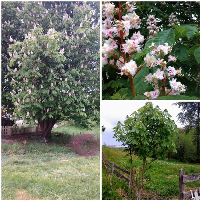 Mature Horse Chestnut in flower, as well as a young up-&-commer