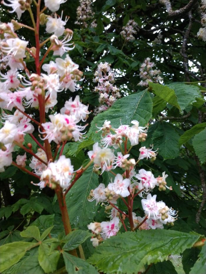 Close up of the beatuiful flowers