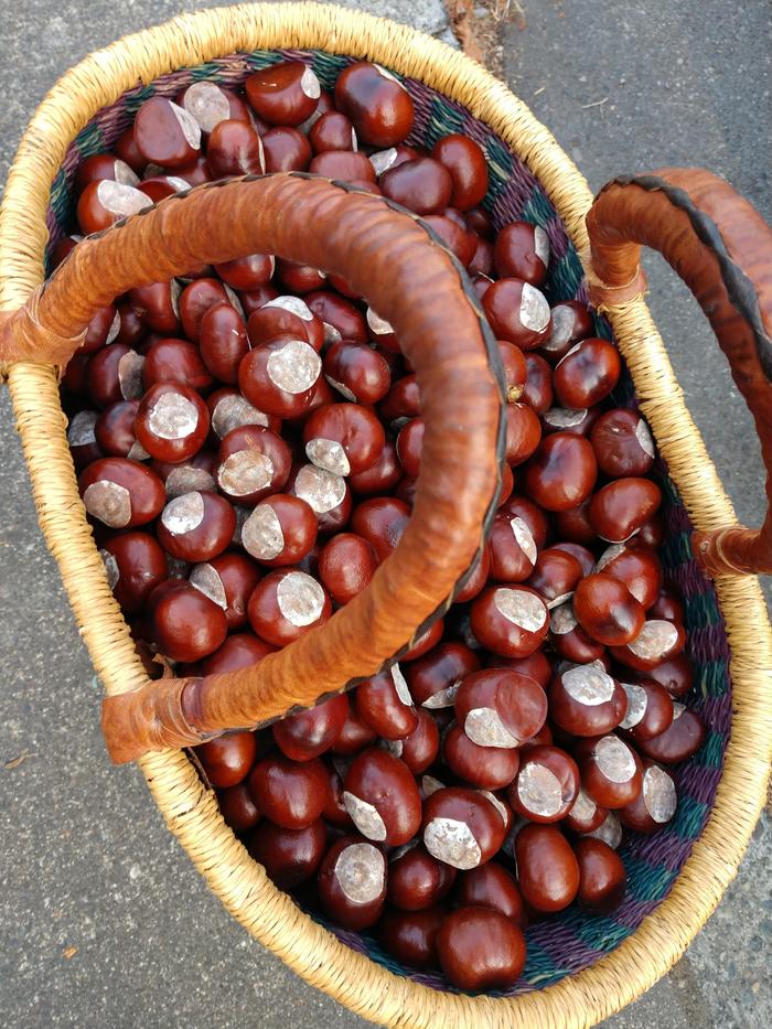 2022 Horse Chestnut harvest