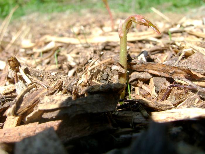 Chestnut tree sprout