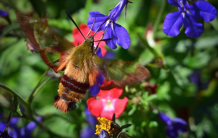 Sphinx moth