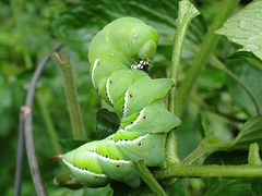 [Thumbnail for Hornworm.jpg]