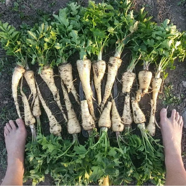 parsnips